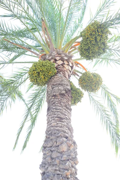 Fecha Palma Árbol Naturaleza Flora Follaje — Foto de Stock