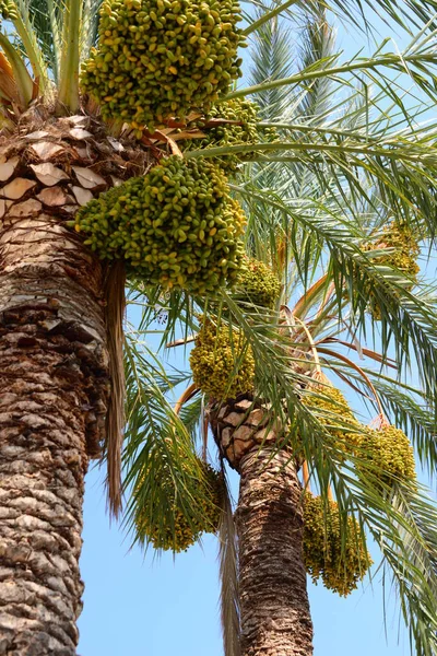 Palma Data Árvore Natureza Flora Folhagem — Fotografia de Stock