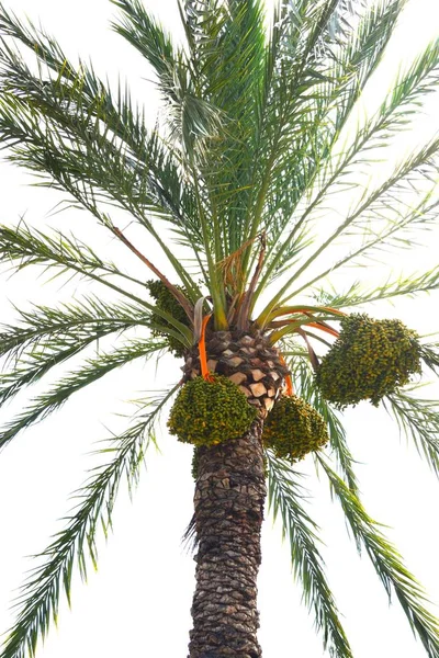 Date Palmier Arbre Dans Nature Flore Feuillage — Photo