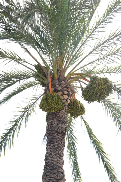 Date Palmier Arbre Dans Nature Flore Feuillage — Photo