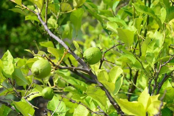 Испания Lemon Tree — стоковое фото