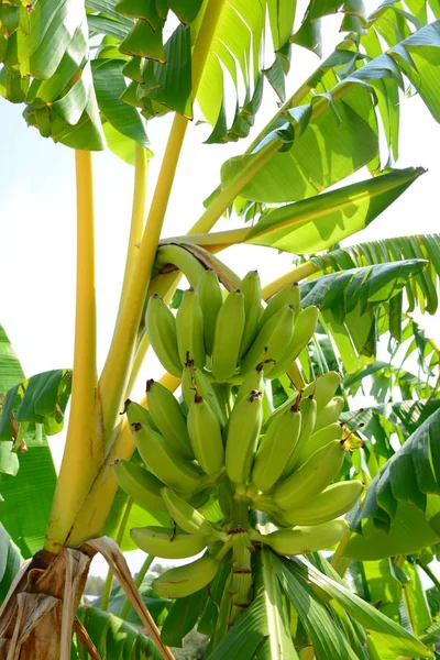 진주조개 바나나 — 스톡 사진