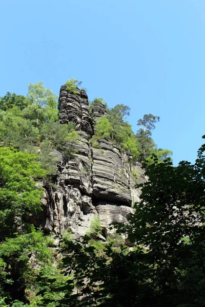 木の間の岩 Elbsandsteingebirge Saxon Switzerland — ストック写真