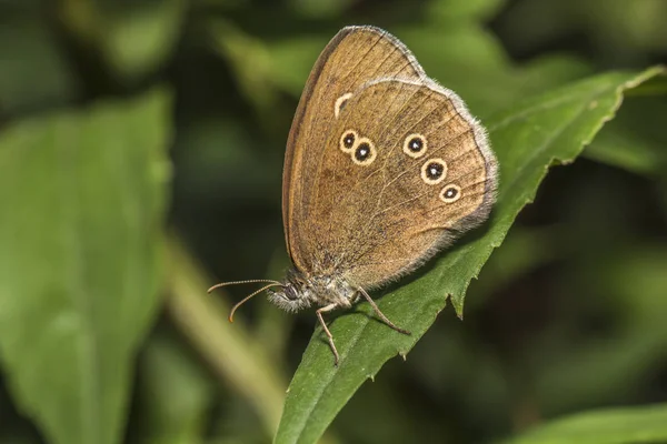 Ringlet Siedzący Liściu — Zdjęcie stockowe