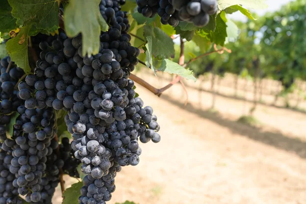 Weinrebe Mit Blauen Trauben Landwirtschaftliche Produktion Von Früchten — Stockfoto