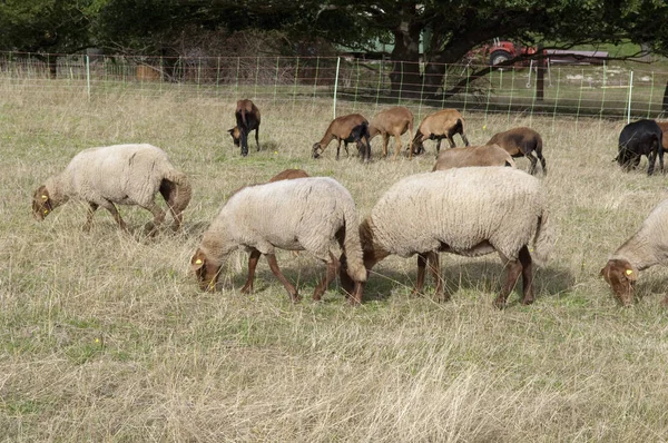 畑の羊やヤギは — ストック写真