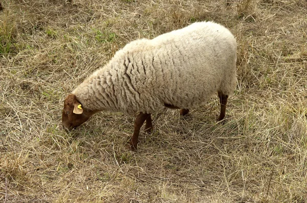 Moutons Dans Champ — Photo