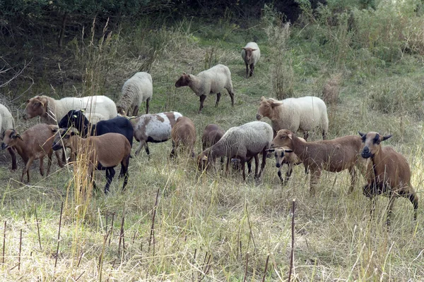 Ziegenherde Auf Dem Feld — Stockfoto