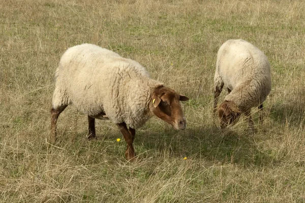 Owce Polu — Zdjęcie stockowe