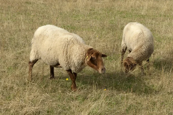 Moutons Dans Champ — Photo