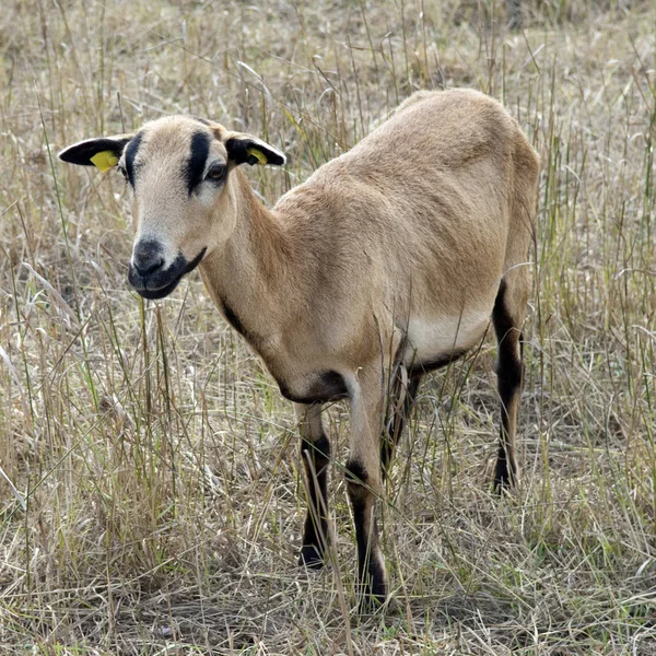 Uma Cabra Campo — Fotografia de Stock