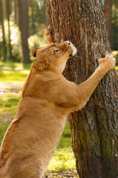 Depredador Leones Gato Carnívoro Salvaje —  Fotos de Stock