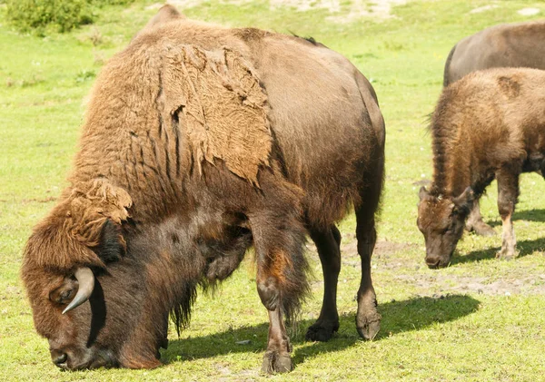 Buffalo Animales Herbívoros Vida Silvestre — Foto de Stock