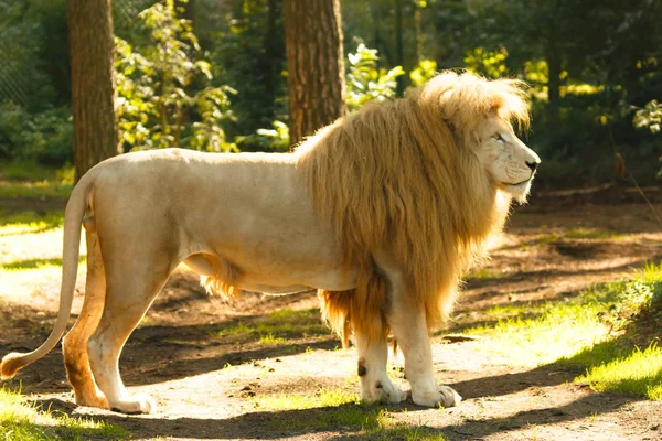 Depredador Leones Gato Carnívoro Salvaje — Foto de Stock