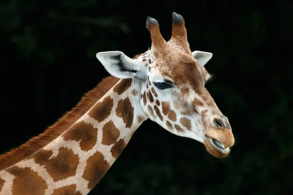 Hohes Giraffentier Afrikanisches Pflanzenfressendes Säugetier — Stockfoto