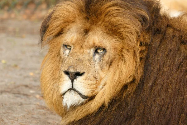 Predador Felino Leão Caçador — Fotografia de Stock