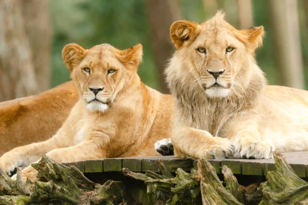 狮子猎食者猎食者 — 图库照片