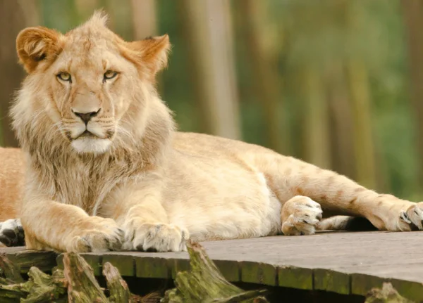 León Depredador Felino Cazador —  Fotos de Stock