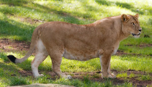 Lion Feline Predator Hunter — Stock Photo, Image