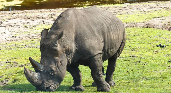 Neushoorndieren Het Wild Flora Fauna — Stockfoto