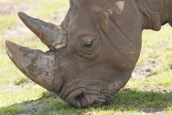 Rhino Animals Wildlife Flora Fauna — Stock Photo, Image