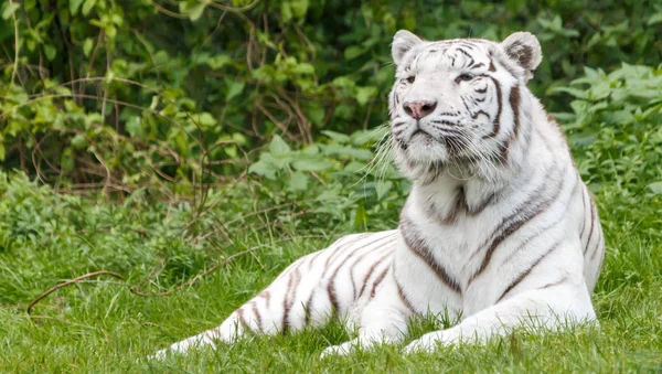 Primer Plano Los Animales Zoológico — Foto de Stock