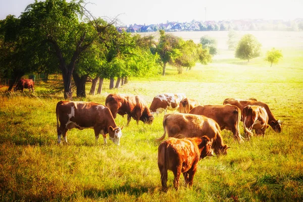Vacas Pastando Pastos Hermoso Paisaje Rural Soleado Verano —  Fotos de Stock