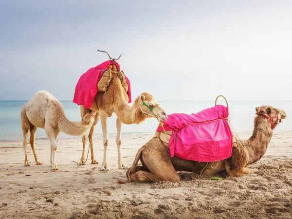 Camel Family White Baby Dromedary Beach Tunesia — Stock Photo, Image