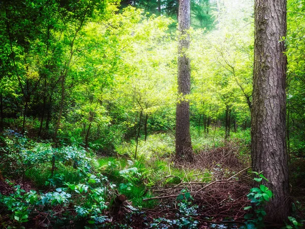 Belle Forêt Verte Paysage Printanier Réserve Naturelle Allemagne — Photo