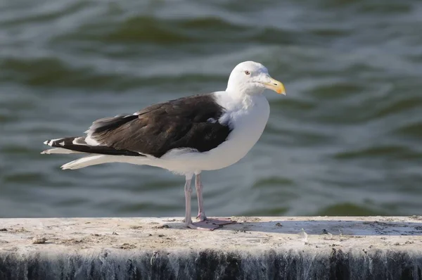 Fiskmås Åttonde Vattnet — Stockfoto