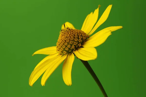 Sonnenhut Studio Gefotografeerd — Stockfoto