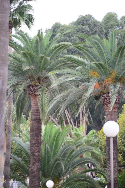 Feuilles Palmier Espagne Espace Copie — Photo