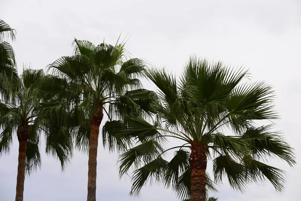 Пальмове Листя Іспанії Копіювати Простір — стокове фото