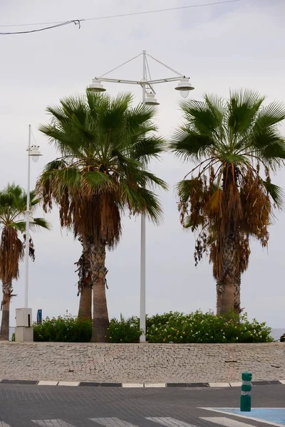 Пальмове Листя Іспанії Копіювати Простір — стокове фото
