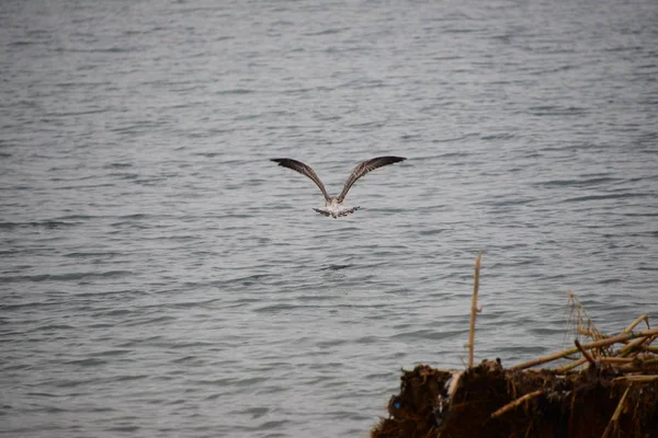 Seagulls Mediterranean Spain — Stok fotoğraf