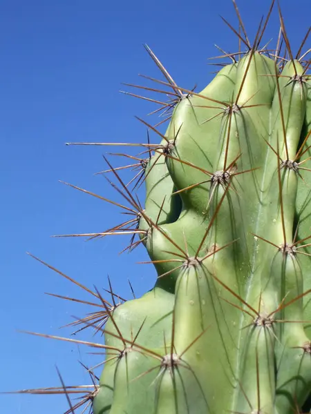 Kaktusväxt Tropisk Flora — Stockfoto