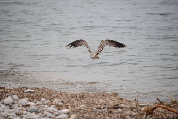 Seagulls Mediterranean Spain — 스톡 사진