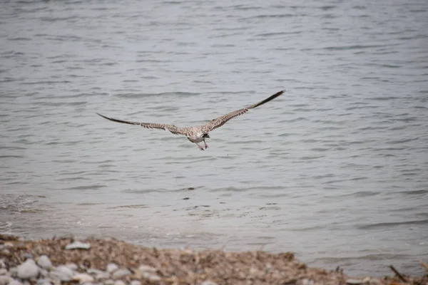 Seagulls Mediterranean Spain — 스톡 사진