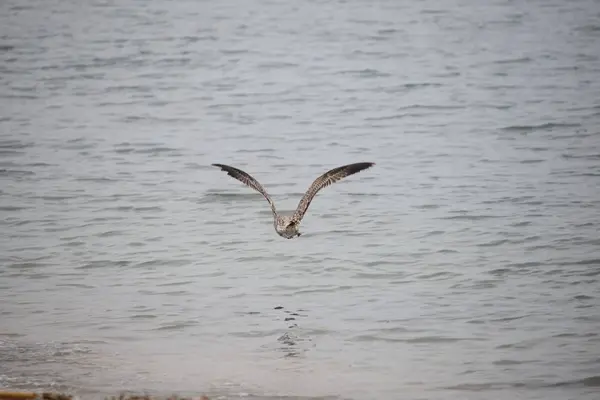 Möwen Mittelmeer Spanien — Stockfoto