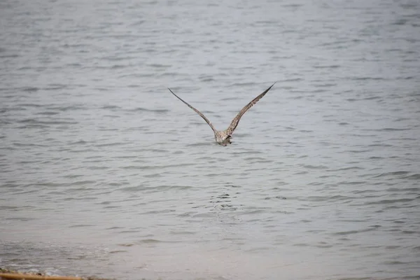 Seagulls Mediterranean Spain — Stock Photo, Image