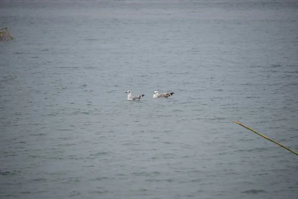 Seagulls Mediterranean Spain — 스톡 사진