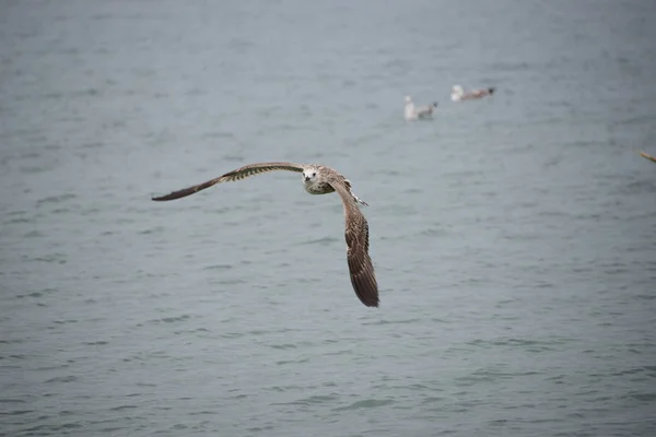 Meeuwen Middellandse Zee Spanje — Stockfoto