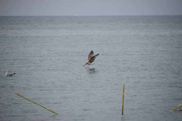 Gaviotas Del Mediterráneo España — Foto de Stock