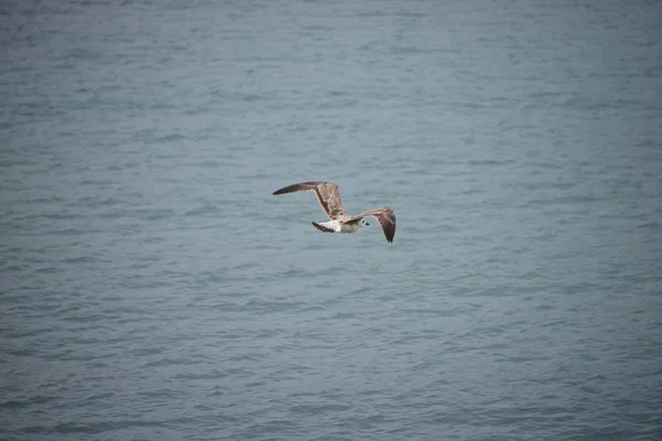 Seagulls Medanean Spain — стоковое фото