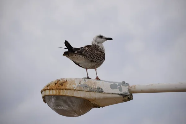 Möwen Das Mittelmeer Spanien — Stockfoto