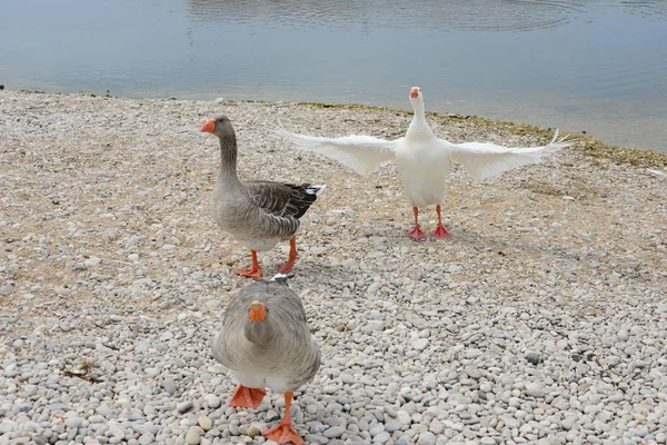 Ganzen Middellandse Zee Spanje — Stockfoto