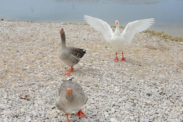 Geese Medanean Spain — стоковое фото