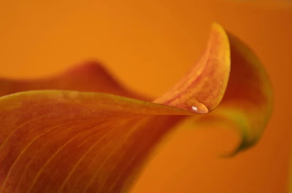 Exotiska Liljeblommor Kronblad Flora Och Botanik — Stockfoto