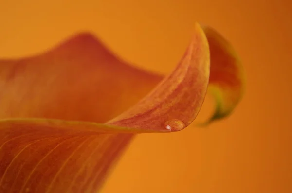 Exotische Calla Lilie Blütenblätter Flora Und Botanik — Stockfoto