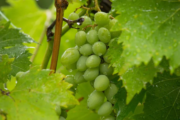 Uvas Bayas Frutas Alimentos —  Fotos de Stock